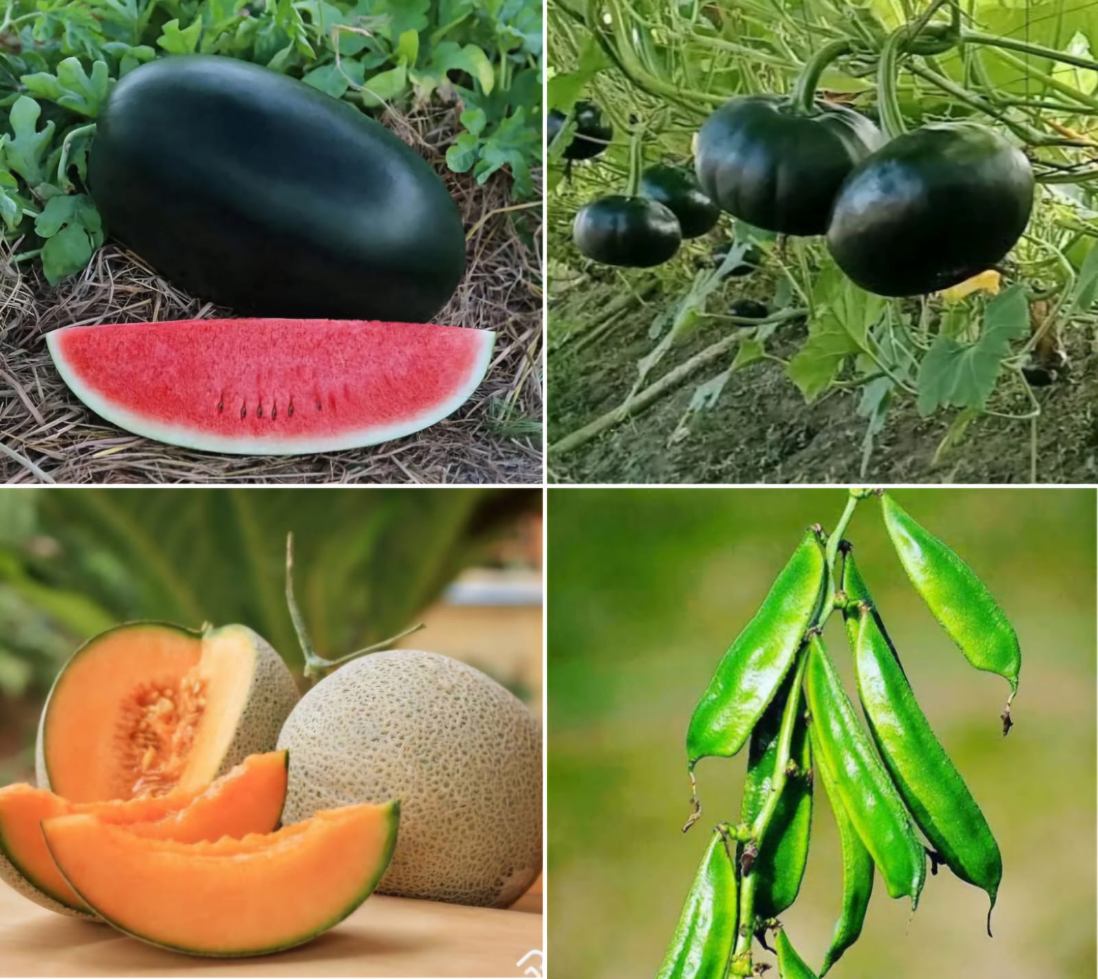 51bab312-96a3-432e-96c0-f1ecc0be7fcb ৪ প্রকার ১২ মাসী বীজ - Image 1