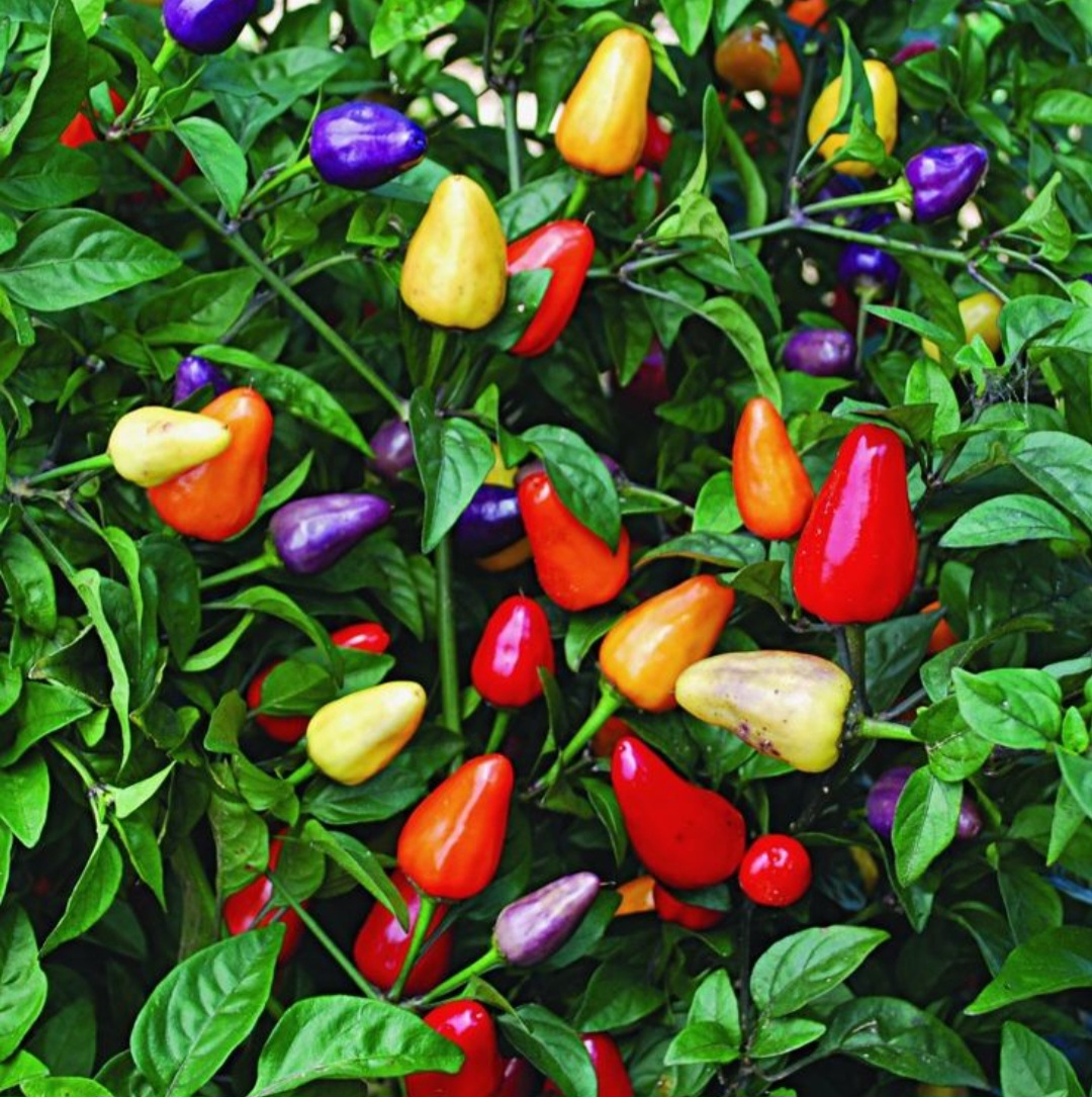 Screenshot_20241202_000132_Chrome চায়না পাঁচ রঙের মরিচ বীজ - Image 1