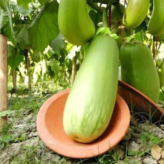 WhatsApp Image 2025-04-28 at 12.10.17 AM ১ প্যাকেট বারি ১২ বেগুন বীজ - Image 1