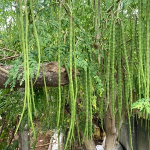 ওডিসি ৩ সজিনা বীজ