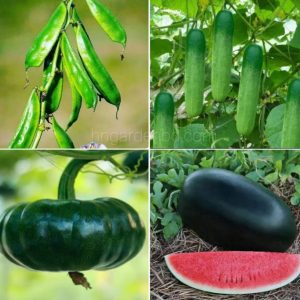 ৪ প্রকার ১২ মাসী বীজ