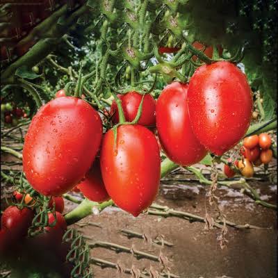 WhatsApp Image 2025-09-11 at 11.43.33 PM (2) ২ প্যাকেট টমেটোর বীজ - Image 1